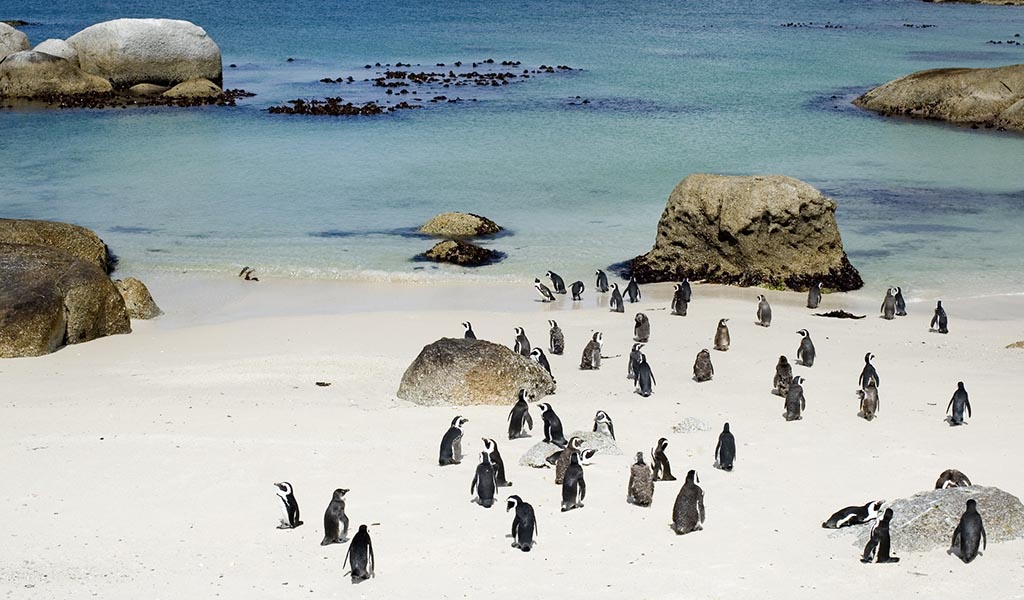 Zuid-Afrika-Boulders-beach